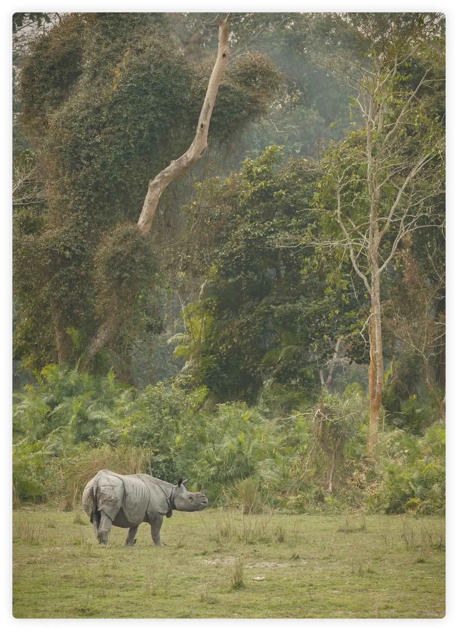 Assam